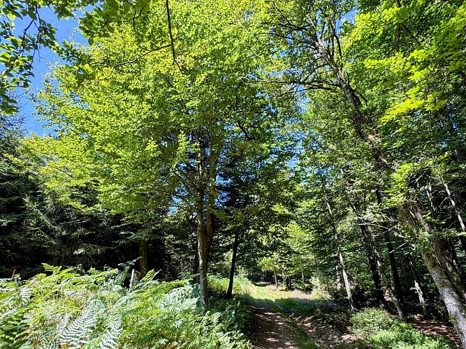 Tenneville_promenade_de_la_converserie©MTFSH-TEXTO_Pascal_Willems_(61)