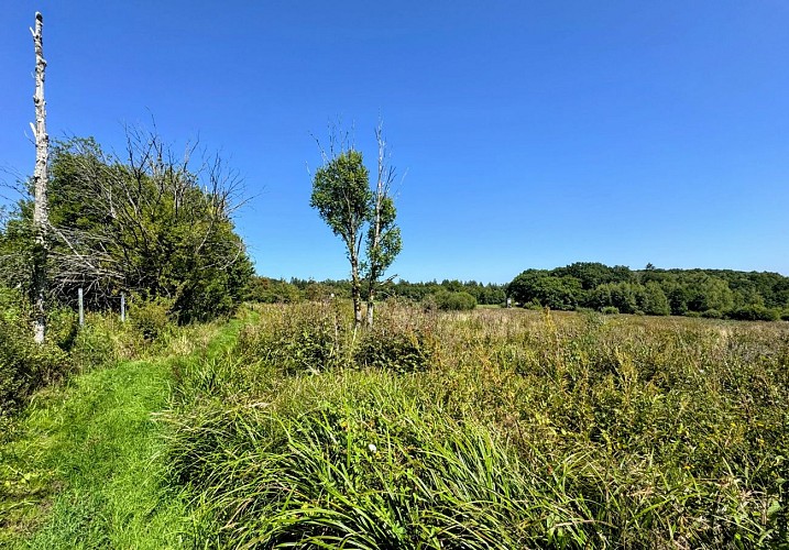 Tenneville_promenade_de_la_converserie©MTFSH-TEXTO_Pascal_Willems_(65)