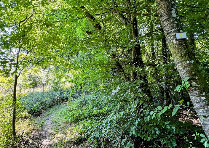 Tenneville_promenade_de_la_converserie©MTFSH-TEXTO_Pascal_Willems_(22)