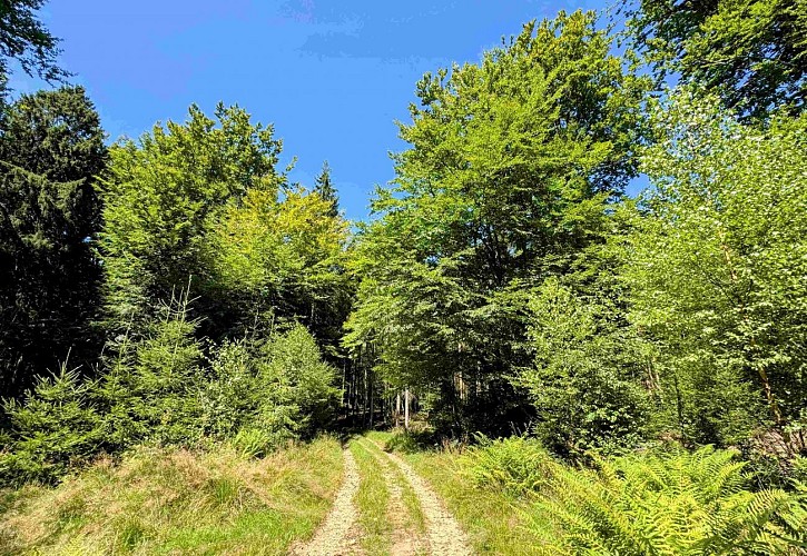 Tenneville_promenade_de_la_converserie©MTFSH-TEXTO_Pascal_Willems_(51)