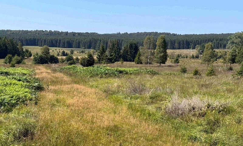 Tenneville_promenade_de_mochamps©MTFSH-TEXTO_Pascal_Willems_(61)