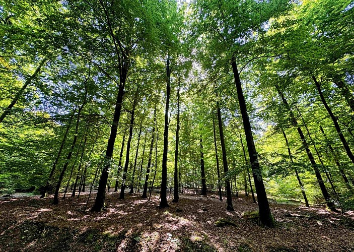 Tenneville_promenade_de_mochamps©MTFSH-TEXTO_Pascal_Willems_(56)