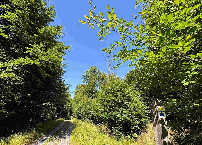 Tenneville_promenade_de_mochamps©MTFSH-TEXTO_Pascal_Willems_(81)