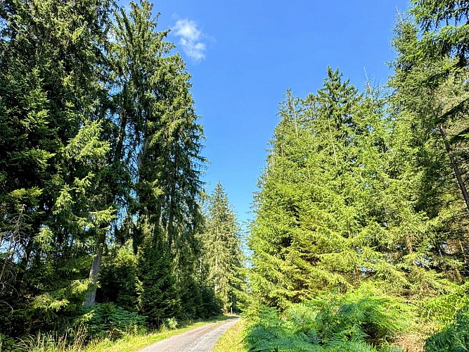 Tenneville_promenade_de_mochamps©MTFSH-TEXTO_Pascal_Willems_(38)