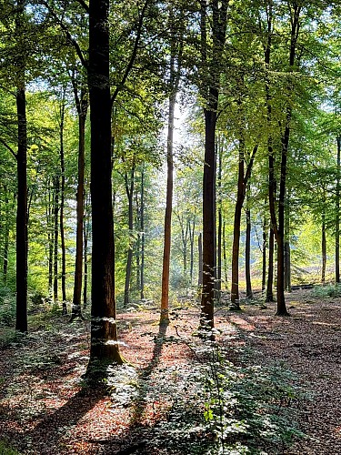 Libin_balade_du_bourgmestre©MTFSH-TEXTO_Pascal_Willems_(57)