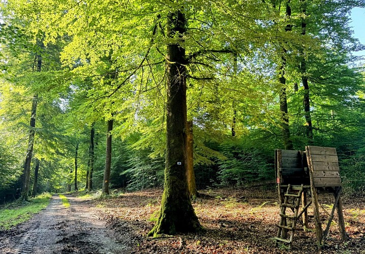 Libin_balade_du_bourgmestre©MTFSH-TEXTO_Pascal_Willems_(39)