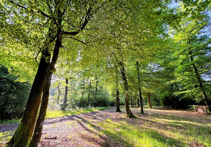 Libin_balade_du_bourgmestre©MTFSH-TEXTO_Pascal_Willems_(36)