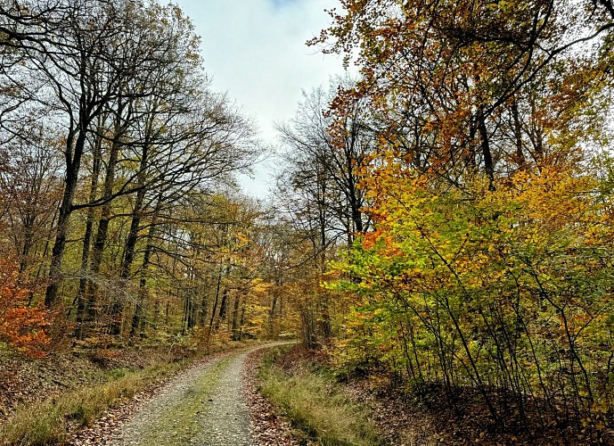 Equestre-cestmonpointdevue©MTFSH-TEXTO_Pascal_Willems_(137)
