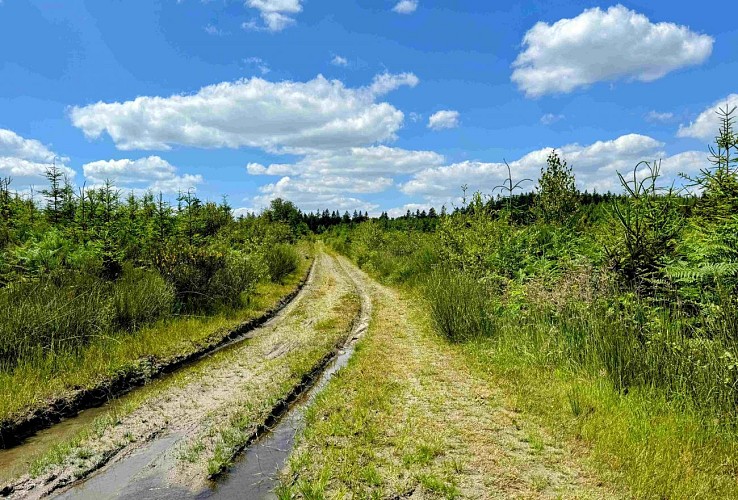 Promenade-voie-saint-antoine®MTFSH_TEXTO_Pascal_Willems_(78)