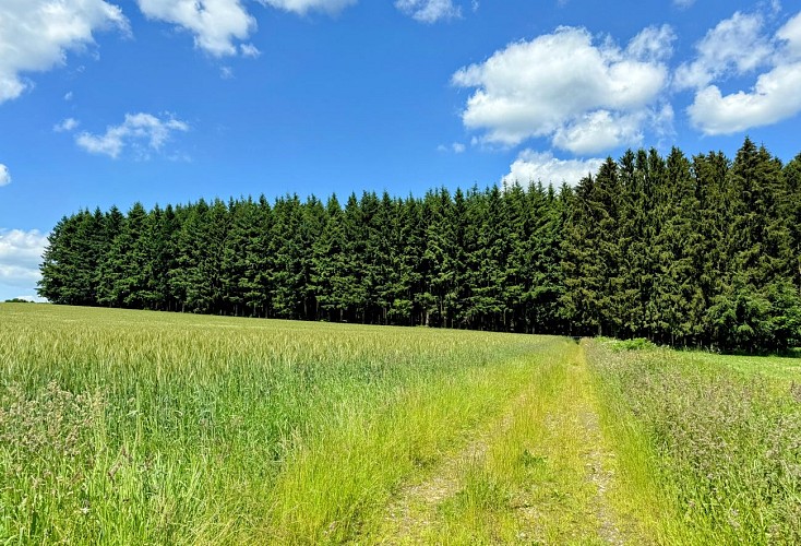 Promenade-voie-saint-andre©MTFSH TEXTO Pascal Willems (42)