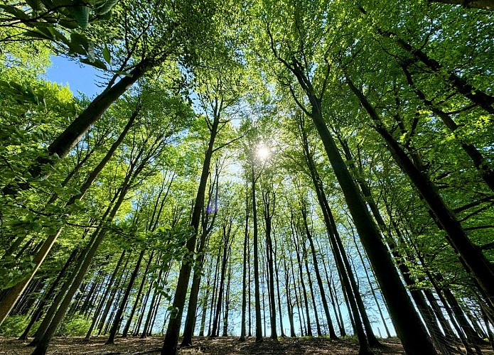 Promenade_etang_du_prieur_©_MTFSH_TEXTO_Pascal_Willems_(84)