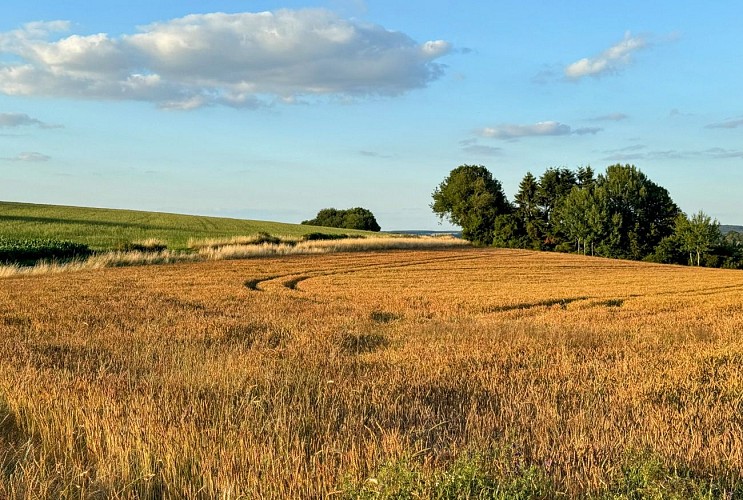 Libramont_promenade_de_la_Croisette©MTFSH-TEXTO_Pascal_Willems_(21)