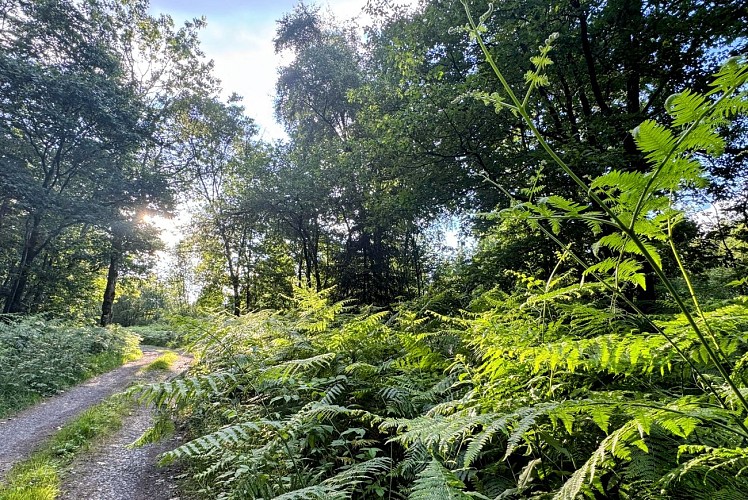 Libramont_promenade_de_la_Croisette©MTFSH-TEXTO_Pascal_Willems_(15)