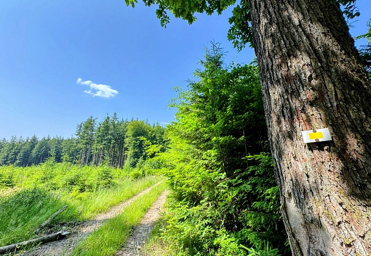 Libramont_serenite_foret_ardennaise©MTFSH_TEXTO_Pascal_Willems_(58)