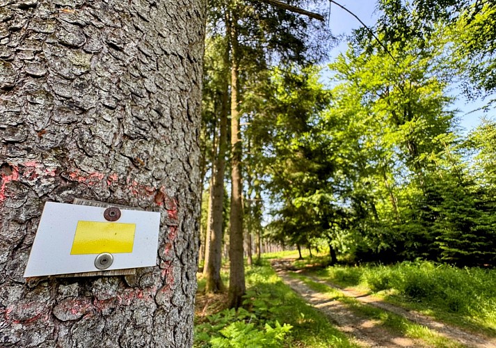 Libramont_serenite_foret_ardennaise©MTFSH_TEXTO_Pascal_Willems_(13)