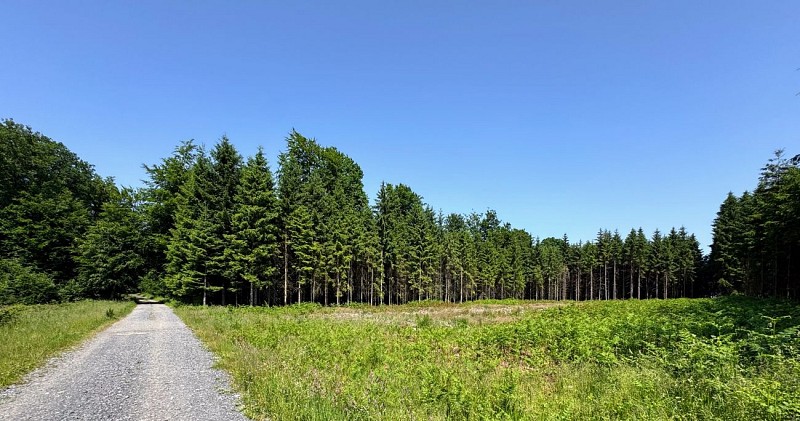 Libramont_serenite_foret_ardennaise©MTFSH_TEXTO_Pascal_Willems_(15)