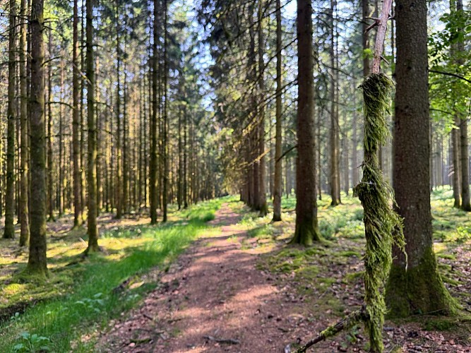 Libramont_serenite_foret_ardennaise©MTFSH_TEXTO_Pascal_Willems_(71)