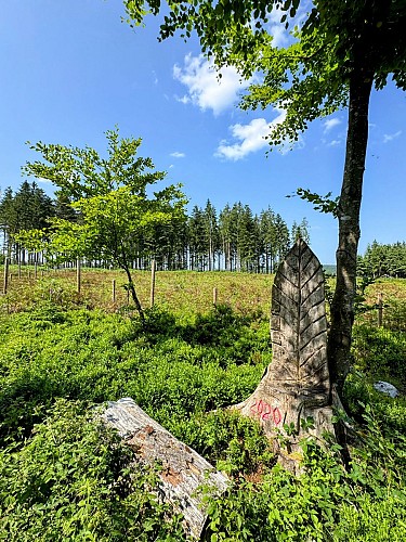 Libramont_serenite_foret_ardennaise©MTFSH_TEXTO_Pascal_Willems_(51)