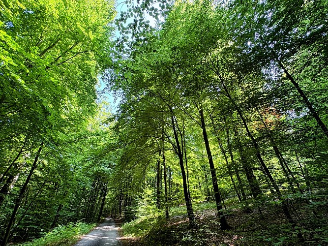 Libramont_serenite_foret_ardennaise©MTFSH_TEXTO_Pascal_Willems_(62)