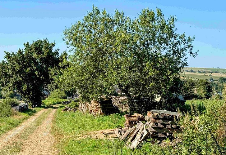 Tenneville_promenade_de_la_foret©MTFSH-TEXTO_Pascal_Willems_(8)