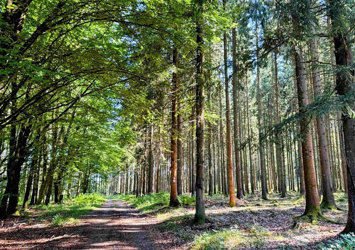 Tenneville_promenade_de_la_foret©MTFSH-TEXTO_Pascal_Willems_(32)