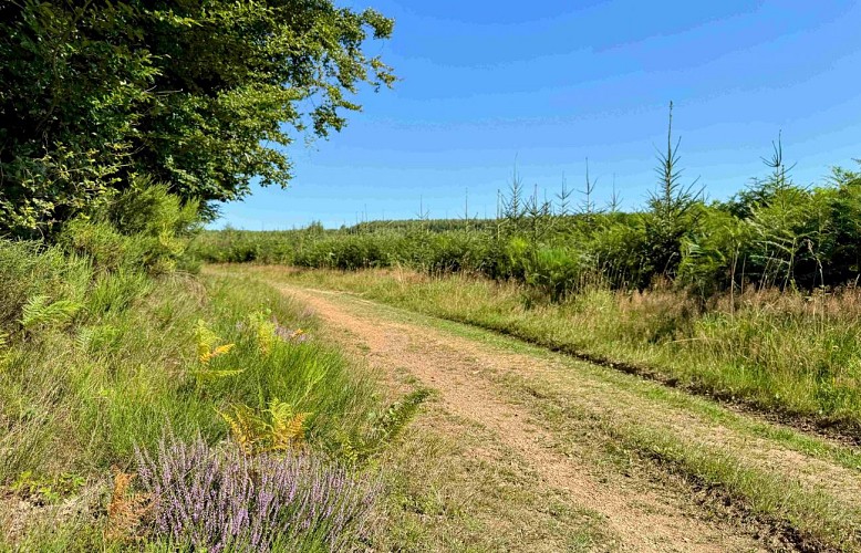 Tenneville_promenade_de_la_foret©MTFSH-TEXTO_Pascal_Willems_(21)