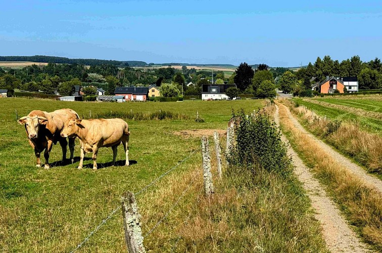 Tenneville_promenade_de_la_foret©MTFSH-TEXTO_Pascal_Willems_(15)