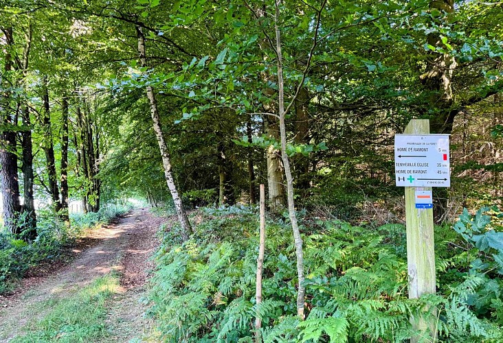 Tenneville_promenade_de_la_foret©MTFSH-TEXTO_Pascal_Willems_(7)