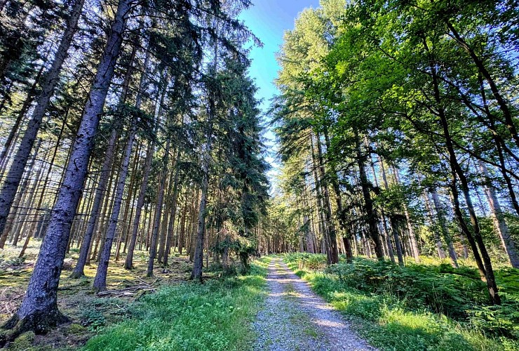 Tenneville_promenade_de_la_foret©MTFSH-TEXTO_Pascal_Willems_(43)