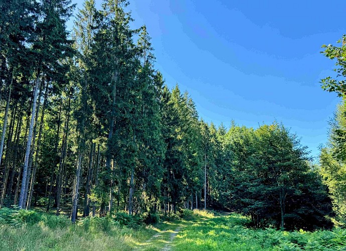 Tenneville_promenade_de_la_foret©MTFSH-TEXTO_Pascal_Willems_(39)