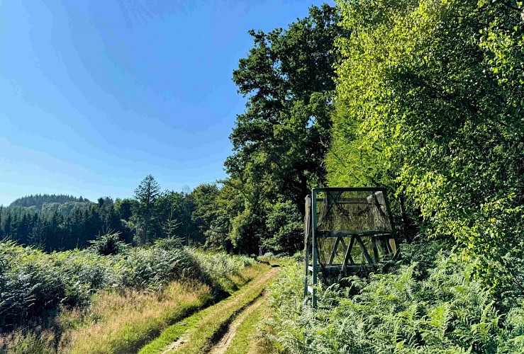 Tenneville_promenade_de_la_foret©MTFSH-TEXTO_Pascal_Willems_(22)