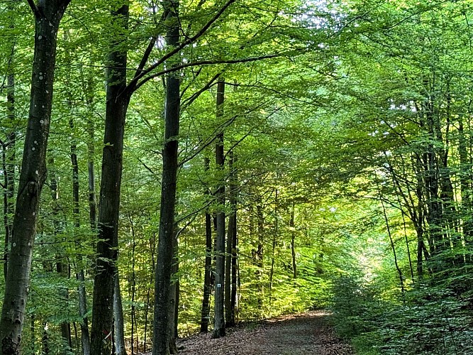 Sainthubert_monument_roi_albert©MTFSH_TEXTO_Pascal_Willems_(96)