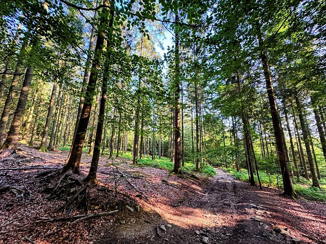 Sainthubert_monument_roi_albert©MTFSH_TEXTO_Pascal_Willems_(27)