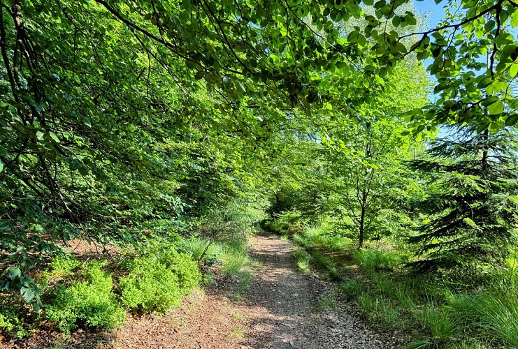 Sainthubert_monument_roi_albert©MTFSH_TEXTO_Pascal_Willems_(124)
