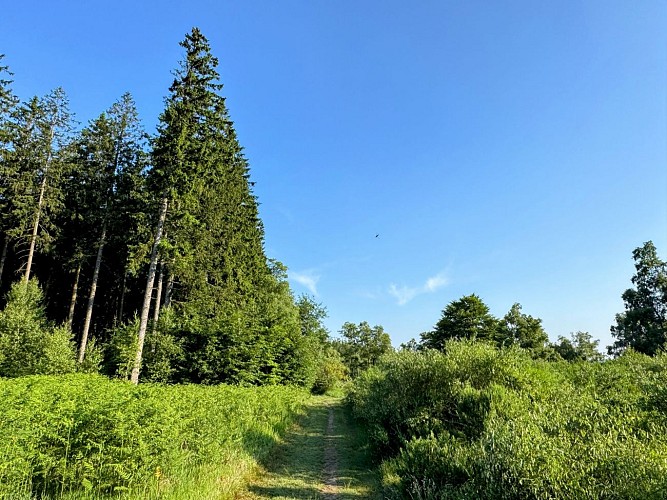 Sainthubert_monument_roi_albert©MTFSH_TEXTO_Pascal_Willems_(25)