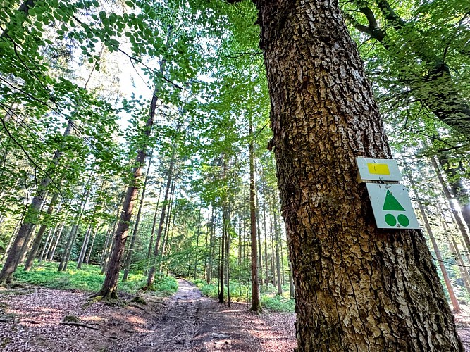 Sainthubert_monument_roi_albert©MTFSH_TEXTO_Pascal_Willems_(13)