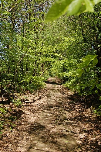 Entre Vierre et Ourthte La forêt petit