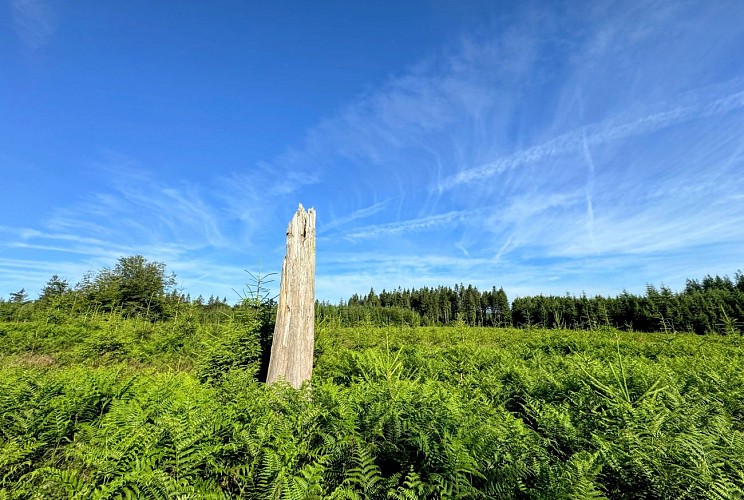 Promenade-entre-vierre-et-ourthe©MTFSH_TEXTO_Pascal_Willems_(89)