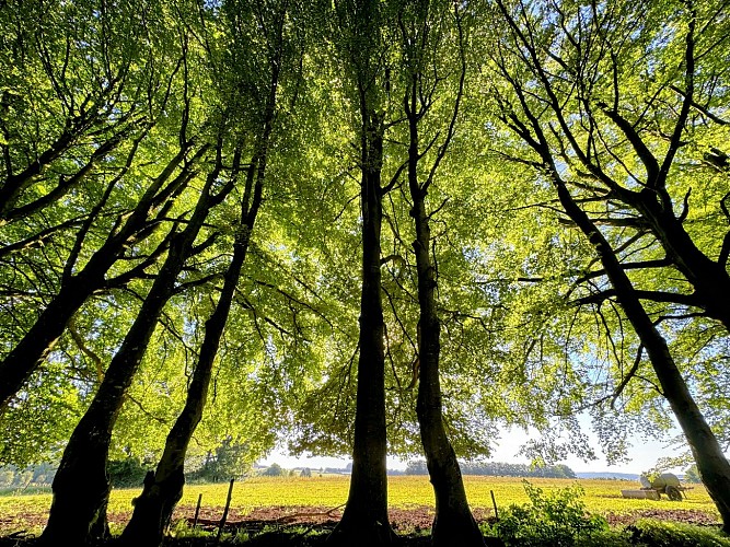 Promenade-entre-vierre-et-ourthe©MTFSH_TEXTO_Pascal_Willems_(97)