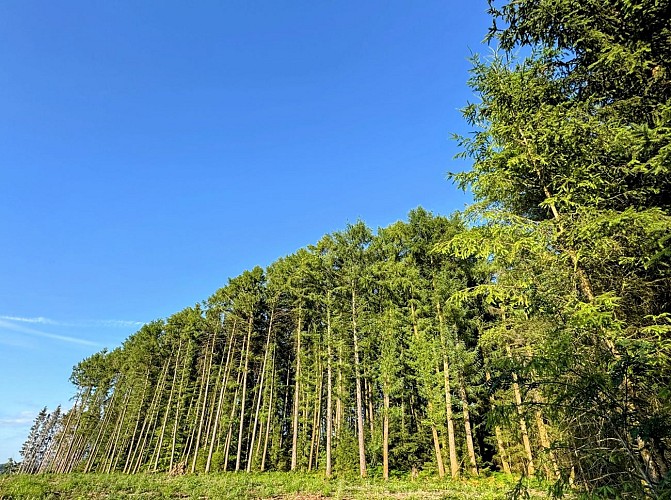 Libramont_promenade_des_tchets©MTFSH-TEXTO_Pascal_Willems_(74)
