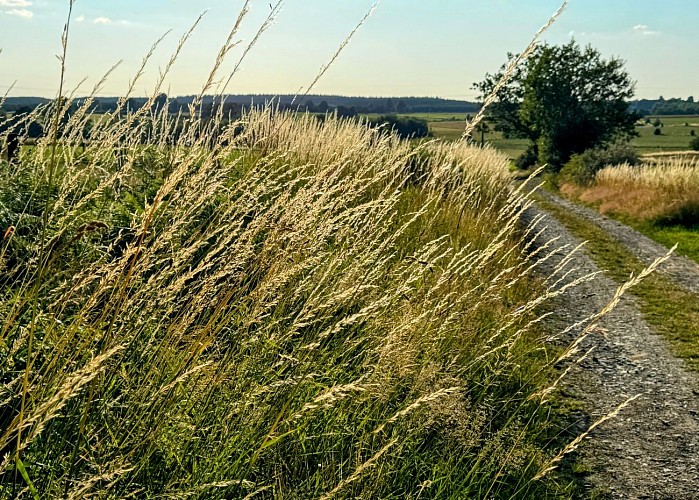 Libramont_promenade_des_tchets©MTFSH-TEXTO_Pascal_Willems_(42)
