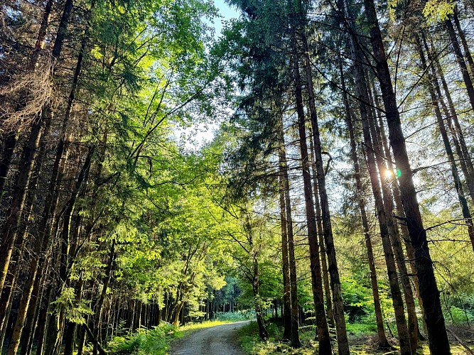 Libramont_promenade_des_tchets©MTFSH-TEXTO_Pascal_Willems_(31)