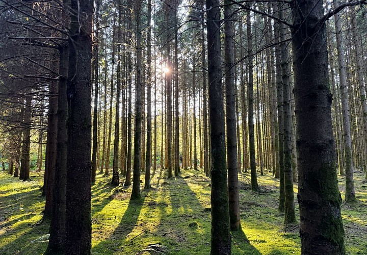 Libramont_promenade_des_tchets©MTFSH-TEXTO_Pascal_Willems_(29)