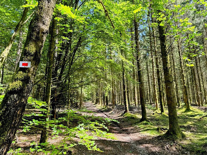 Promenade_Hatrival_Saint-Hubert_©_MTFSH_TEXTO_Pascal_Willems_(113)