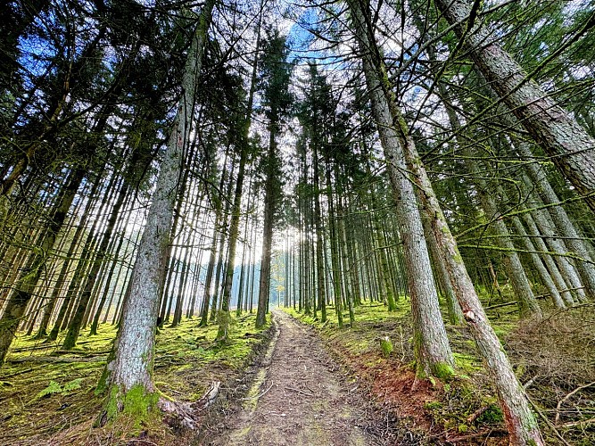 Promenade_Hatrival_Saint-Hubert_©_MTFSH_TEXTO_Pascal_Willems_(27)