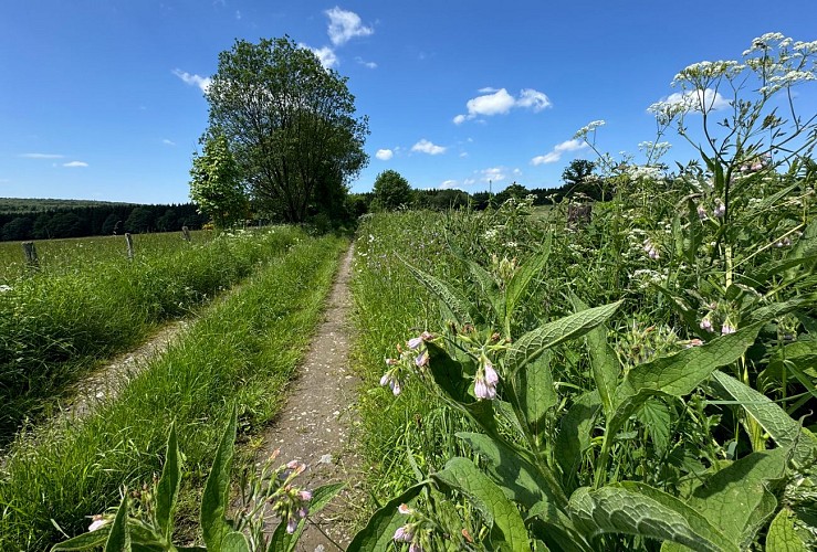 Promenade_Hatrival_Saint-Hubert_©_MTFSH_TEXTO_Pascal_Willems_(65)