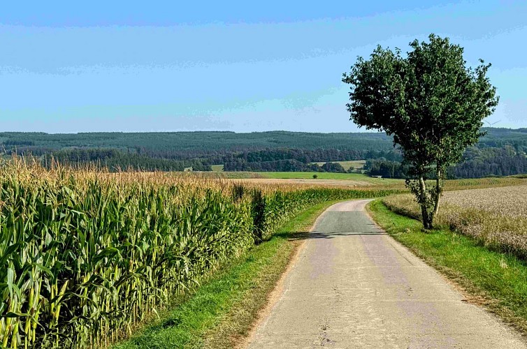 Tenneville_promenade_de_lourthe©MTFSH-TEXTO_Pascal_Willems_(7)