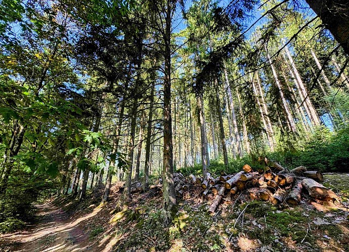 Tenneville_promenade_de_lourthe©MTFSH-TEXTO_Pascal_Willems_(79)