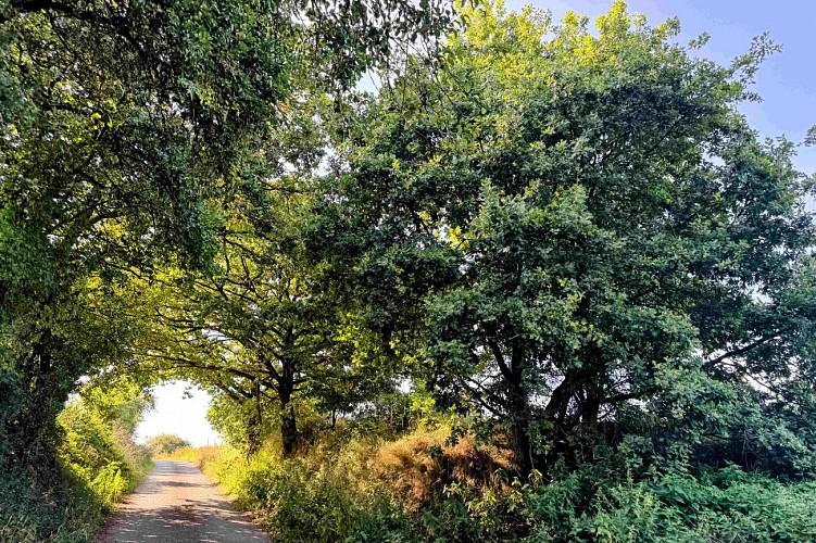 Tenneville_promenade_de_lourthe©MTFSH-TEXTO_Pascal_Willems_(64)