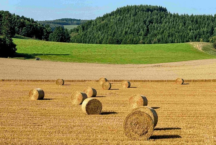 Tenneville_promenade_de_lourthe©MTFSH-TEXTO_Pascal_Willems_(48)